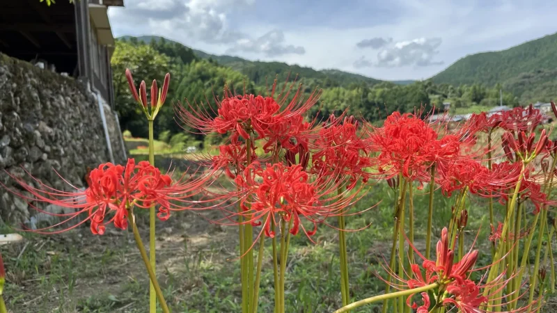 稲積癒しの里山_彼岸花10