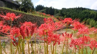 稲積癒しの里山_彼岸花サムネイル画像