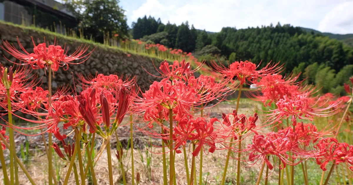 稲積癒しの里山_彼岸花サムネイル画像