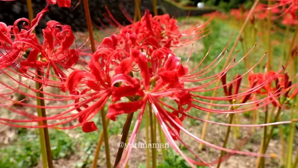 大洲市「稲積癒しの里山」彼岸花クローズアップ2