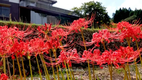 大洲市「稲積癒しの里山」彼岸花クローズアップ