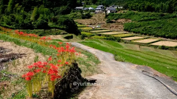 大洲市「稲積癒しの里山」の棚田のあぜ道に咲く彼岸花の群生3