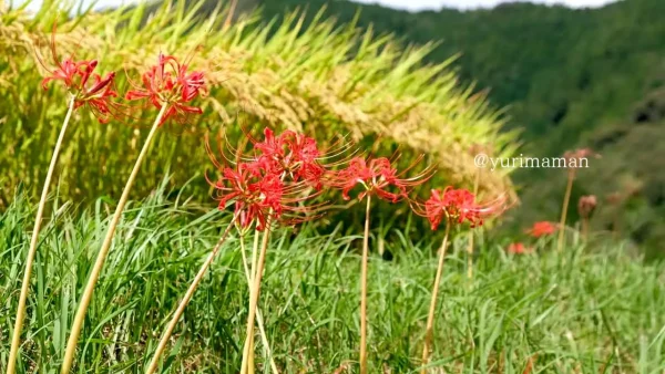 稲刈り後の棚田と赤い彼岸花が並ぶ大洲市「稲積癒しの里山」