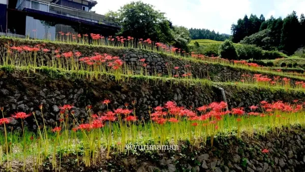 大洲市「稲積癒しの里山」の棚田のあぜ道に咲く彼岸花の群生2