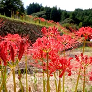 大洲市・彼岸花スポット（稲積癒しの里山）ムネイル画像