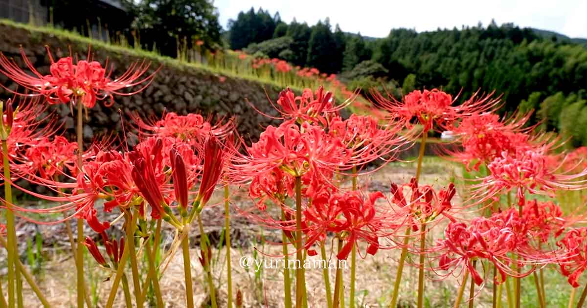 大洲市・彼岸花スポット（稲積癒しの里山）ムネイル画像