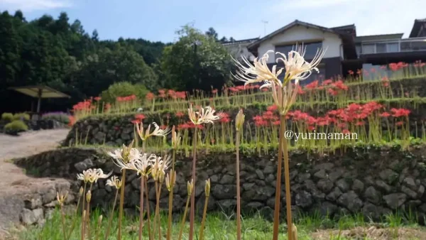大洲市「稲積癒しの里山」に咲く珍しい白い彼岸花のクローズアップ2