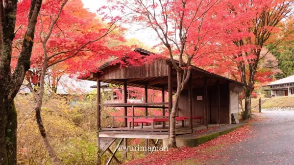 久万高原ふるさと旅行村のもみじと秋の風景1