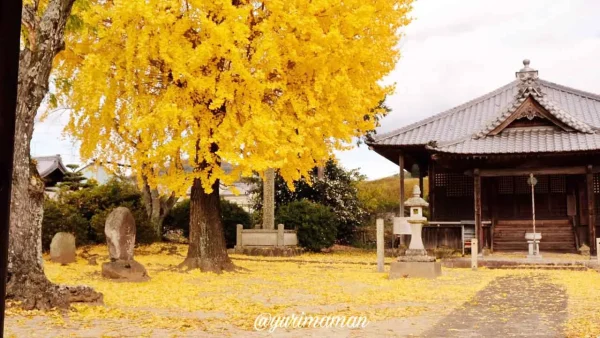 東温市・医王寺の本堂横にそびえる大きなイチョウの木2