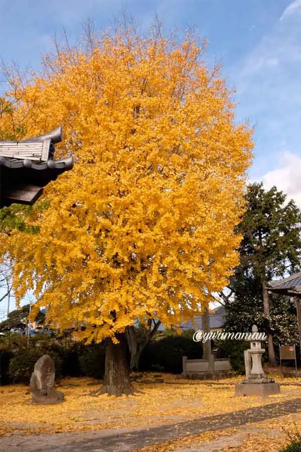 東温市・医王寺の本堂横にそびえる大きなイチョウの木1