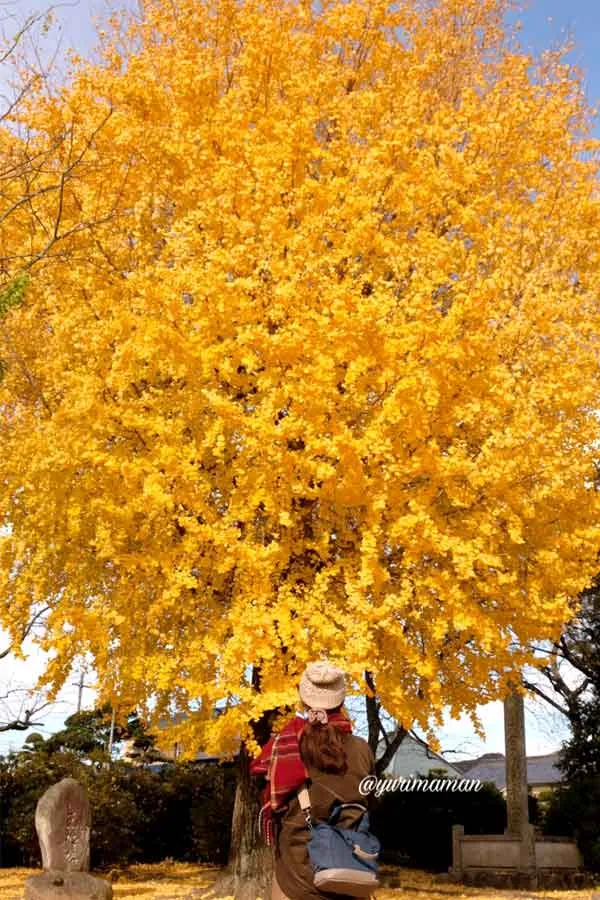 東温市・医王寺の本堂横にそびえる大きなイチョウの木2