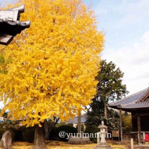 東温市・医王寺の本堂横にそびえる大きなイチョウの木｜サムネイル画像