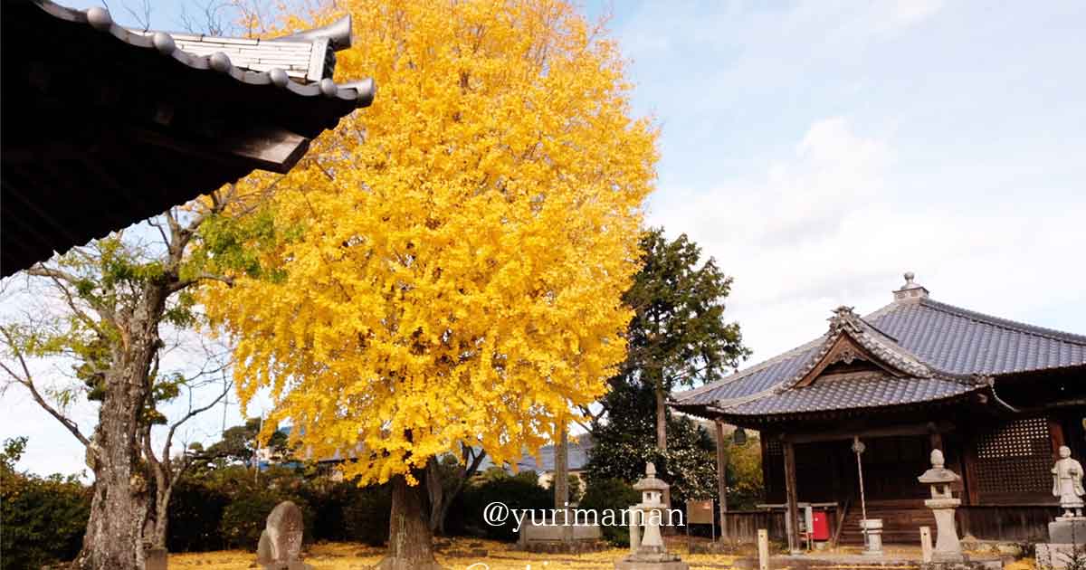 東温市・医王寺の本堂横にそびえる大きなイチョウの木｜サムネイル画像