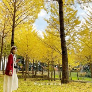 久万高原町・高野展望台のイチョウ（紅葉スポット）サムネイル画像