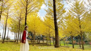 久万高原町・高野展望台のイチョウ（紅葉スポット）サムネイル画像