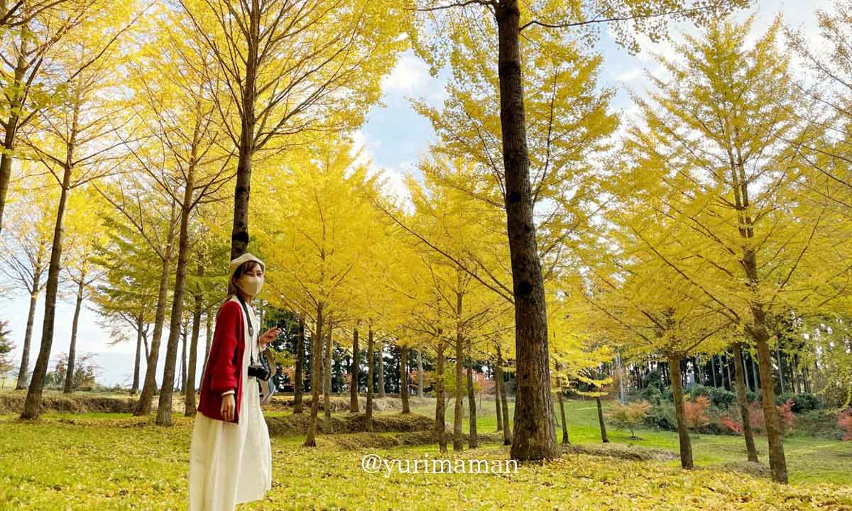 久万高原町・高野展望台のイチョウ（紅葉スポット）サムネイル画像