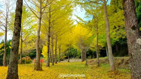 高野展望台に広がる黄金色のイチョウ並木の紅葉風景1