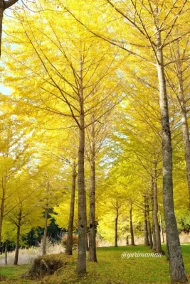 高野展望台に広がる黄金色のイチョウ並木の紅葉風景3