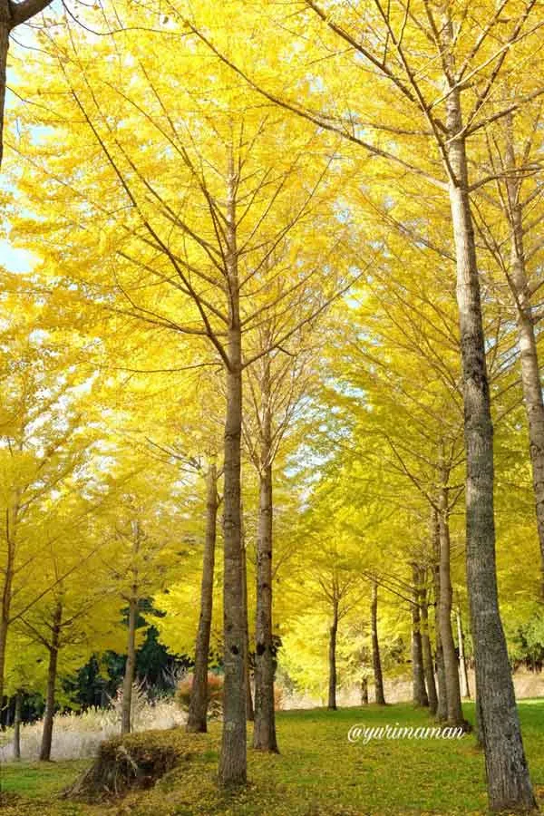 高野展望台に広がる黄金色のイチョウ並木の紅葉風景3