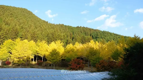 久万高原町の高野展望台に広がる黄金色のイチョウ並木の紅葉風景1