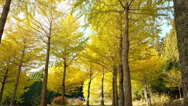 高野展望台に広がる黄金色のイチョウ並木の紅葉風景4