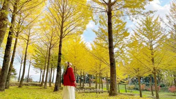 高野展望台に広がる黄金色のイチョウ並木の紅葉風景2