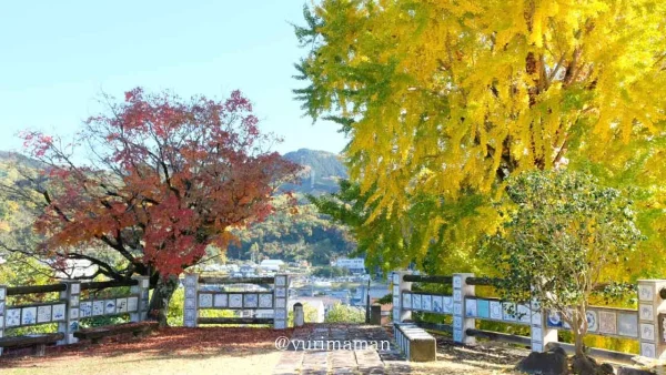 砥部町のイチョウともみじの木｜陶祖ヶ丘・陶板の道1