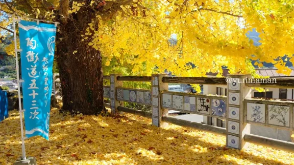 砥部町「陶祖ヶ丘」イチョウの木見頃の様子4