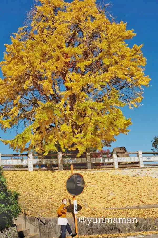 砥部町「陶祖ヶ丘」イチョウの木見頃の様子4