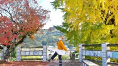 砥部町の紅葉スポット「陶祖ヶ丘と陶板の道」で見られるイチョウともみじの絶景｜サムネイル画像
