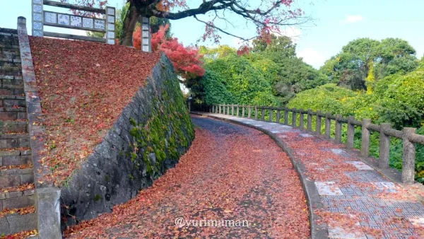 砥部町｜陶板の道に散るもみじ1