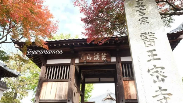 東温市・医王寺の山門を彩る紅葉したもみじの風景