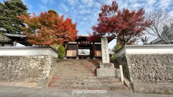 東温市・医王寺の山門を彩る紅葉したもみじの風景2