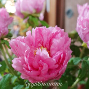 寒ぼたんまつりサムネイル画像