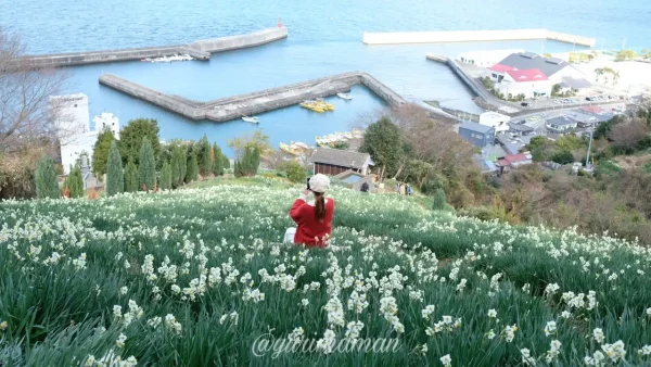 伊予市双海町の日本水仙花開道から見える水仙畑と瀬戸内海の絶景。