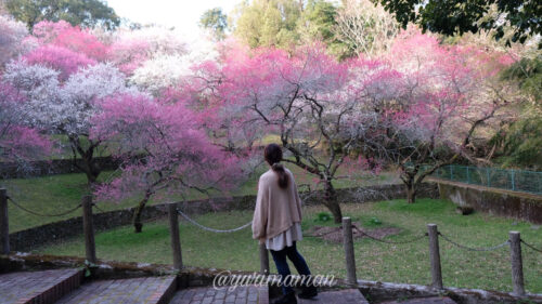 丸山公園梅の花2