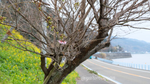 閏住の菜の花畑と桜1