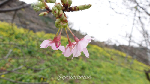 閏住の菜の花畑と桜2