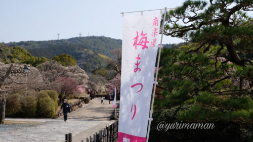 南楽園梅の花1
