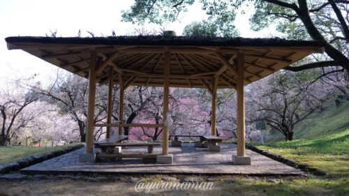 丸山公園梅の花3