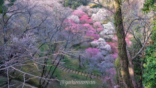 丸山公園梅の花1