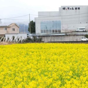 見奈良お花畑菜の花_2025より種植え終了_サムネイル画像