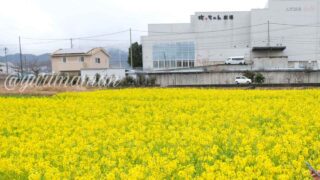 見奈良お花畑菜の花_2025より種植え終了_サムネイル画像