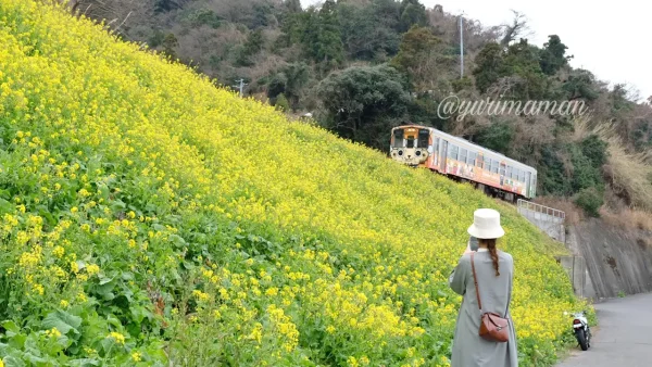 閏住の菜の花畑と電車が撮影できる