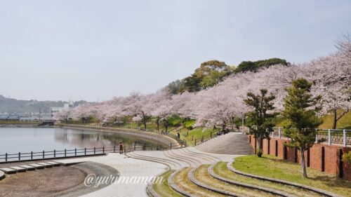 藤山健康文化公園の桜1