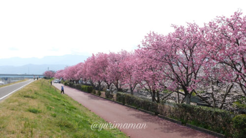 赤坂泉公園の桜1