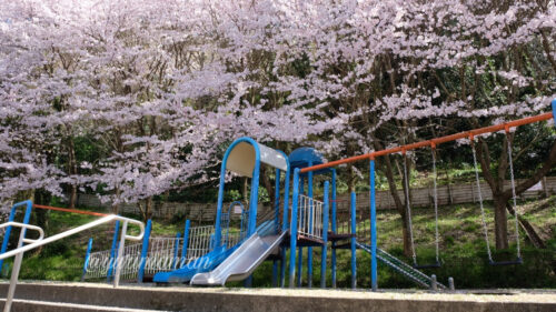 石根ふれあい公園の桜2