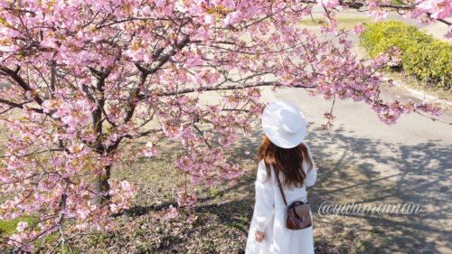 愛媛県内の桜スポットまとめ1