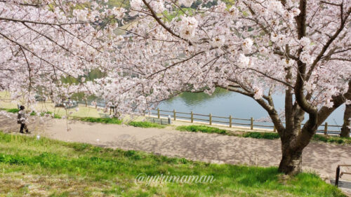 藤山健康文化公園の桜3