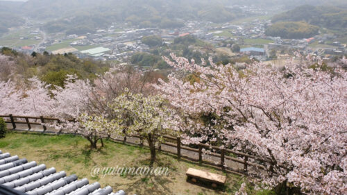 海山城展望公園の桜2